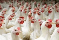 Jenis Ayam Ternak
