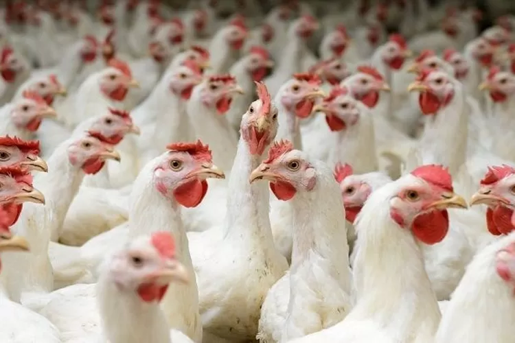 Jenis Ayam Ternak